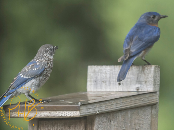 Indiana Birds and Wildlife 2025 8092-Edit