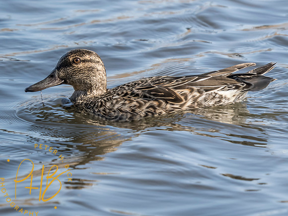 Indiana Birds and Wildlife 2025 3552-Edit