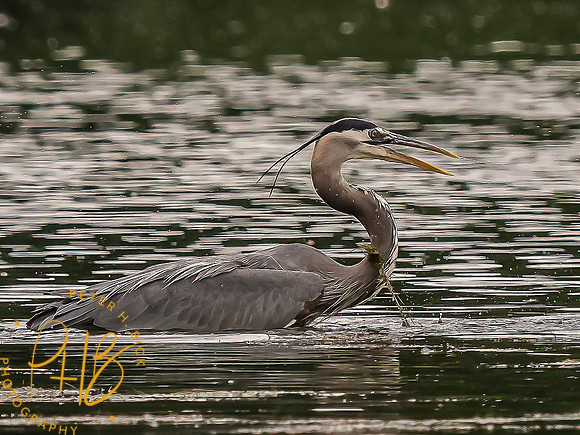 -Indiana Birds and Wildlife 2022 5971-Edit-Edit