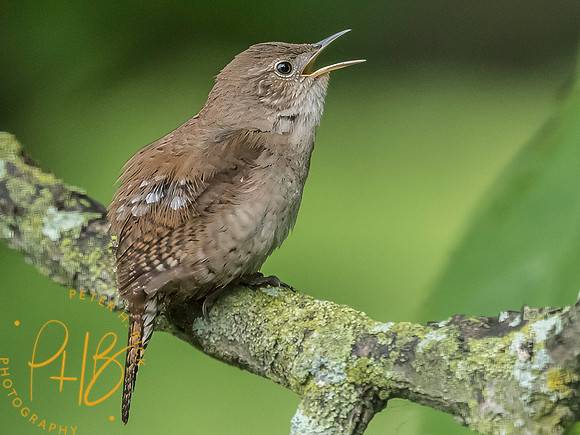 Indiana Birds and Wildlife 2025 6597-Edit-Edit