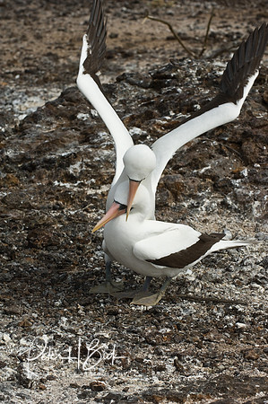 Galapagos 11-07 1119