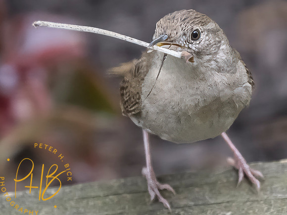 Indiana Birds and Wildlife 2025 6394-Edit