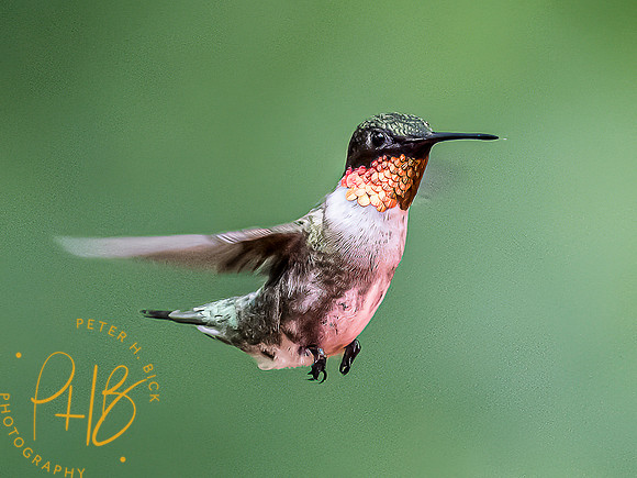 -Indiana Birds and Wildlife 2022 6141-Edit-Edit