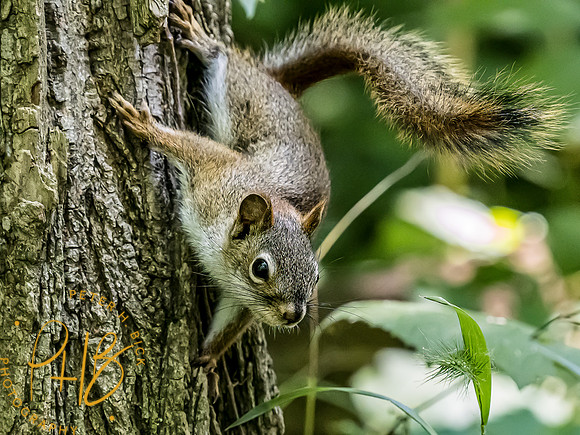 -Indiana Birds and Wildlife 2022 6312-Edit-Edit