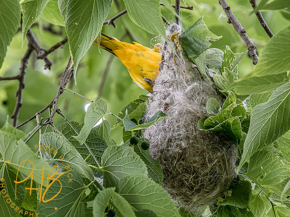 -Indiana Birds and Wildlife 2022 5861-Edit-Edit