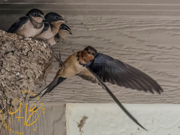 Indiana Birds and Wildlife 2025 7505-Edit