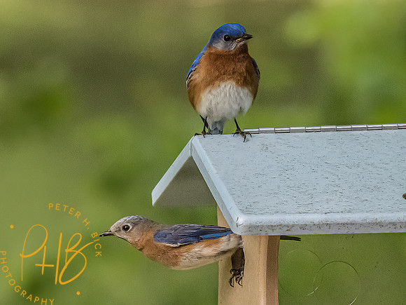 -Indiana Birds and Wildlife 2022 4876-Edit-Edit
