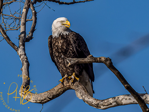 -Indiana Birds and Wildlife 2022 0427-Edit-Edit