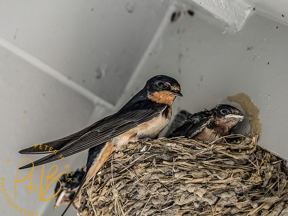 -Indiana Birds and Wildlife 2022 6068-Edit-Edit