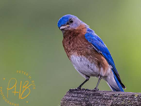 -Indiana Birds and Wildlife 2022 7130-Edit-Edit
