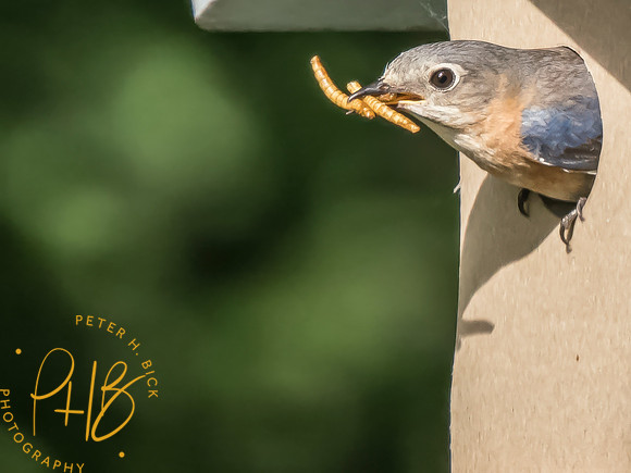 Indiana Birds and Wildlife 2025 7412-Edit