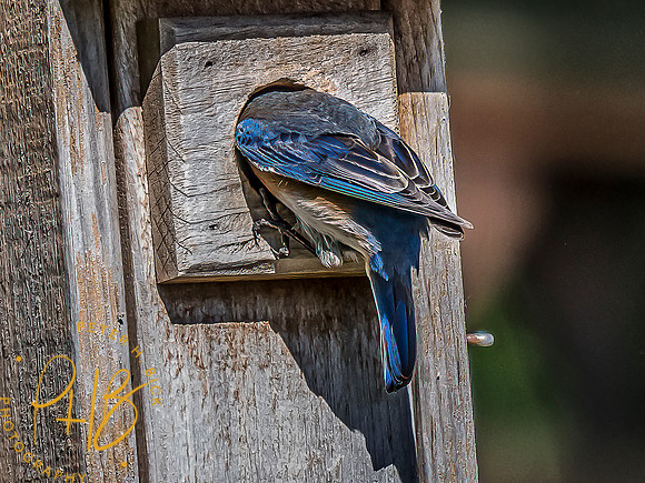 -Indiana Birds and Wildlife 2022 6601-Edit-Edit