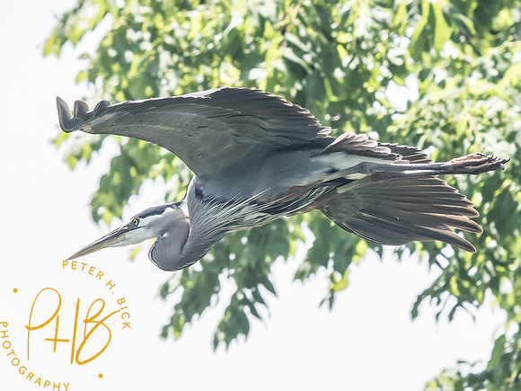 Indiana Birds and Wildlife 2025 7931-Edit