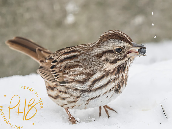 Indiana Birds and Wildlife 2025 0773-Edit