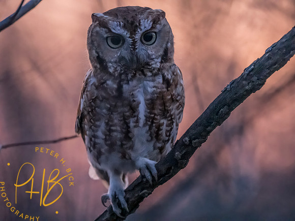 Indiana Birds and Wildlife 2025 4004-Edit