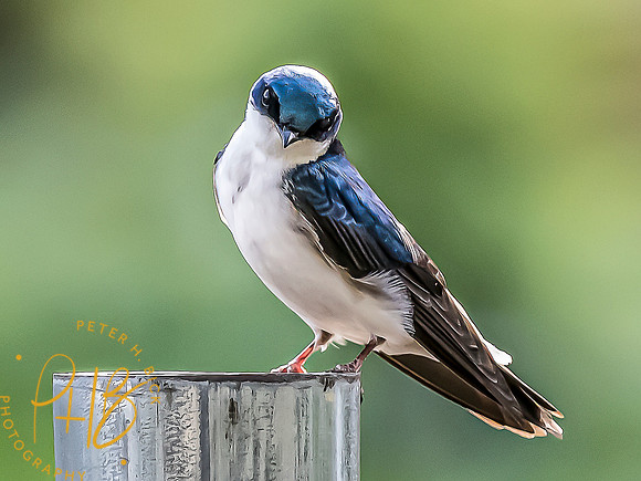 -Indiana Birds and Wildlife 2022 4094-Edit-Edit
