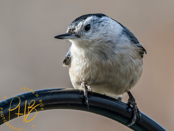 Indiana Birds and Wildlife 2025 1800-Edit
