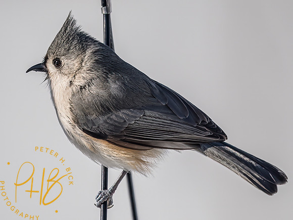 Indiana Birds and Wildlife 2025 0237-Edit