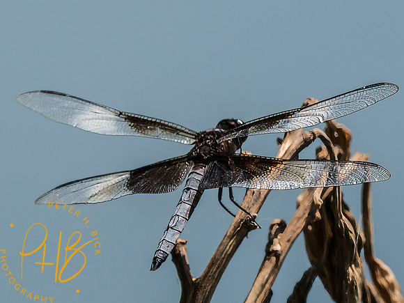 Indiana Birds and Wildlife 2025 9029-Edit