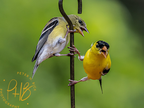-Indiana Birds and Wildlife 2022 5112-Edit-Edit