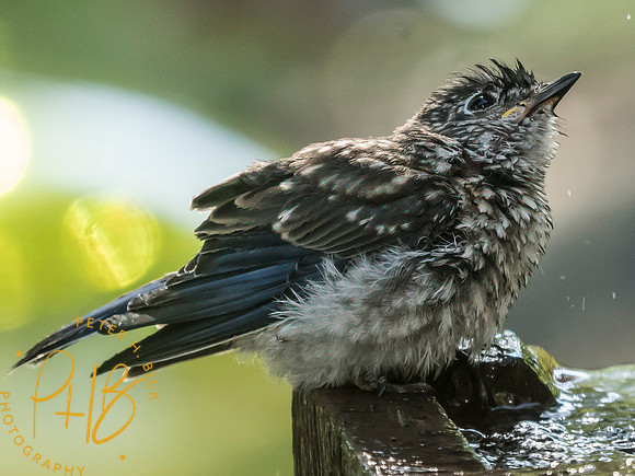 Indiana Birds and Wildlife 2025 8876-Edit
