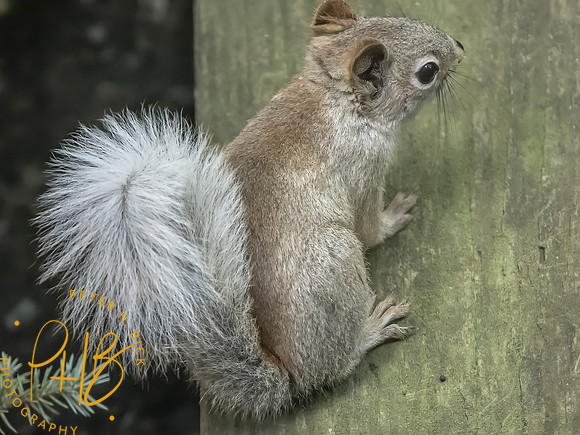 Indiana Birds and Wildlife 2025 7537-Edit