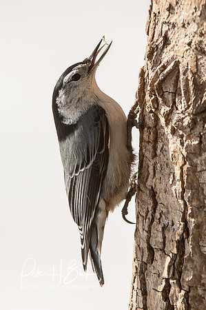 Zionsville Birds 2015 0221