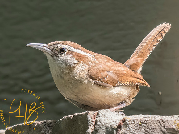 Indiana Birds and Wildlife 2025 6920-Edit