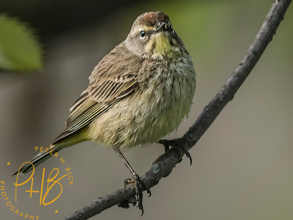 Indiana Birds and Wildlife 2025 5077-Edit-Edit