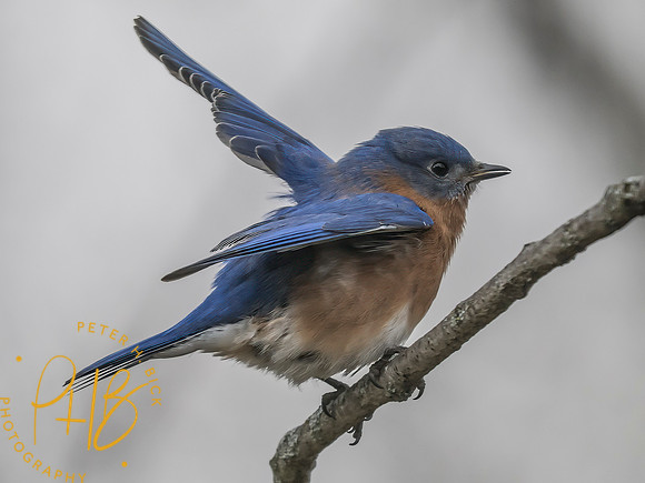 Indiana Birds and Wildlife 2025 3060-Edit