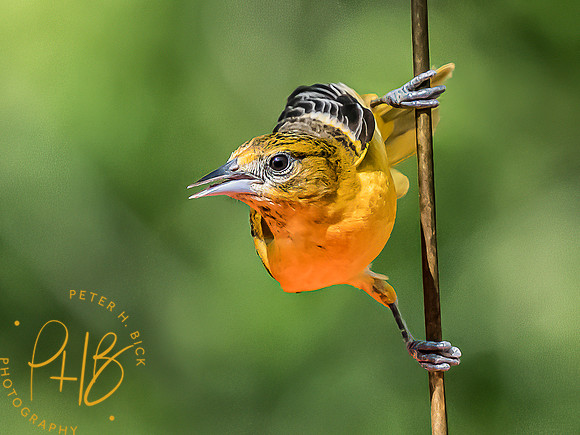 -Indiana Birds and Wildlife 2022 4179-Edit