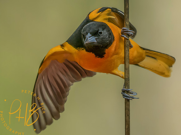 Indiana Birds and Wildlife 2025 5099-Edit