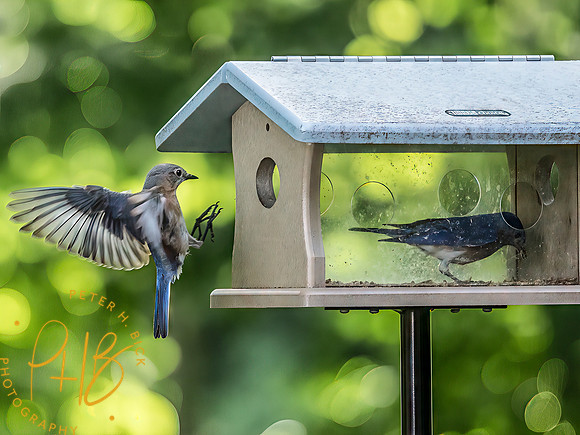 Indiana Birds and Wildlife 2025 7600-Edit-Edit