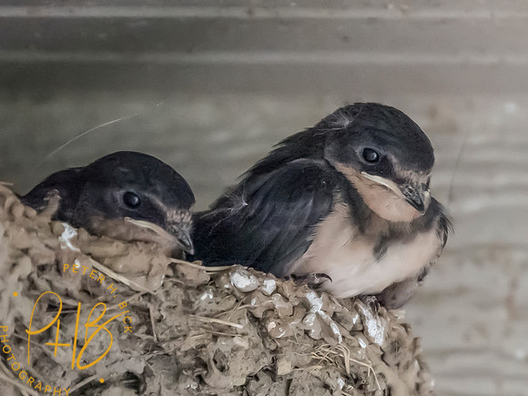 Indiana Birds and Wildlife 2025 7243-Edit