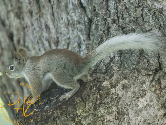 Indiana Birds and Wildlife 2025 7585-Edit