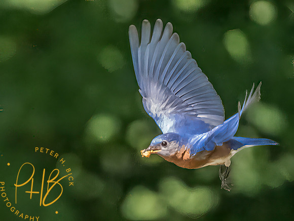 Indiana Birds and Wildlife 2025 7747-Edit-Edit