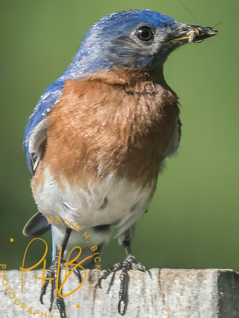 Indiana Birds and Wildlife 2025 8073-Edit