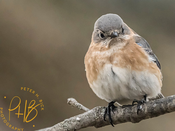 Indiana Birds and Wildlife 2025 1904-Edit-topaz-focus