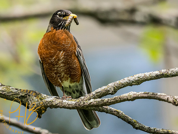 Indiana Birds and Wildlife 2024 5678-Edit
