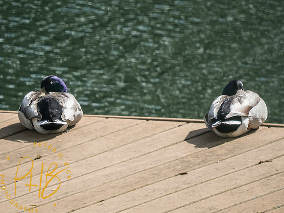 Indiana Birds and Wildlife 2025 4735-Edit