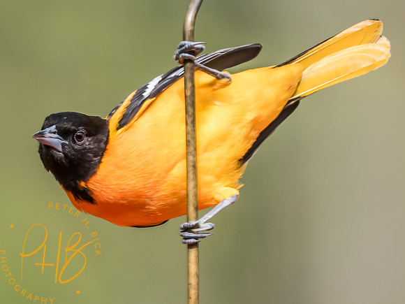 Indiana Birds and Wildlife 2025 6086-Edit