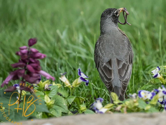 Indiana Birds and Wildlife 2025 6630-Edit