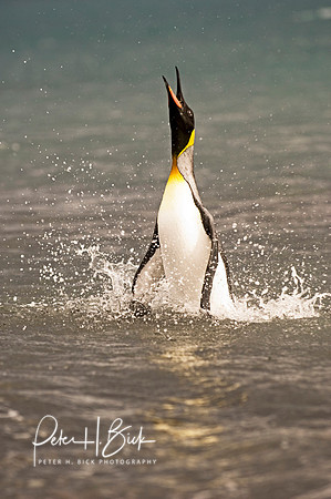 Antarctica 2-06 3769