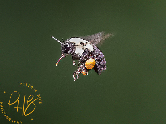 -Indiana Birds and Wildlife 2022 6965-Edit-Edit