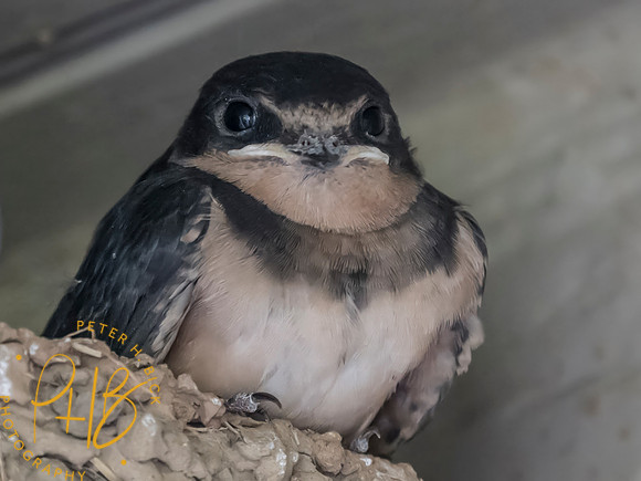 Indiana Birds and Wildlife 2025 7369-Edit