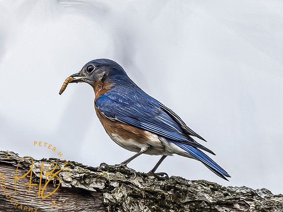 -Indiana Birds and Wildlife 2022 3239-Edit-Edit