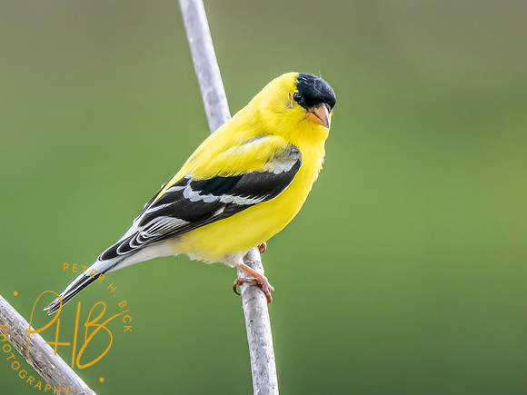 Indiana Birds and Wildlife 2024 5708-Edit