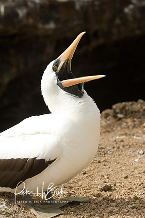 Galapagos 11-07 1096