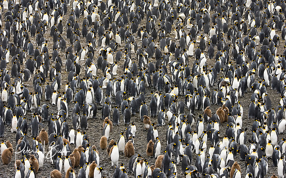 Antarctica 2-06 1669p8x10