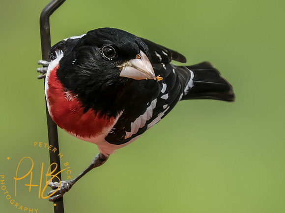 Indiana Birds and Wildlife 2025 4490-Edit